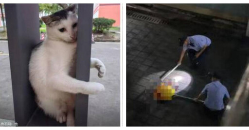 保安當眾猛砸打死校園團寵！學生跪地求情遭喝斥 全網怒了