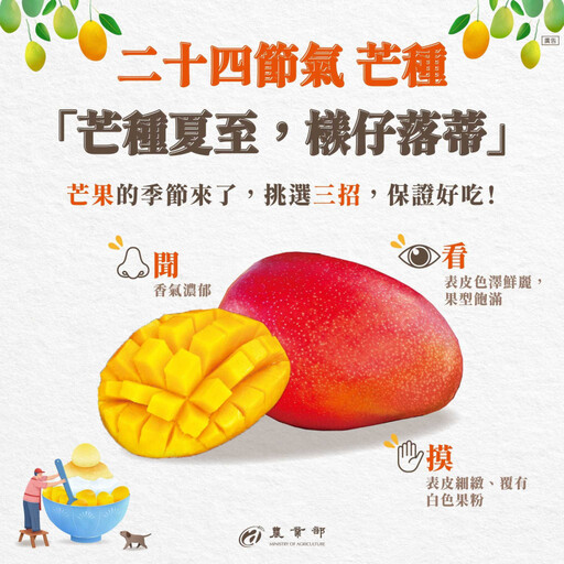 芒果季來了!怎麼挑不踩雷?農業部教「簡單3招」:香甜又多汁
