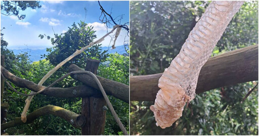 台中大坑步道驚見「2公尺龍皮」 嚇到腿軟畫面曝!網驚喊:不敢去爬了