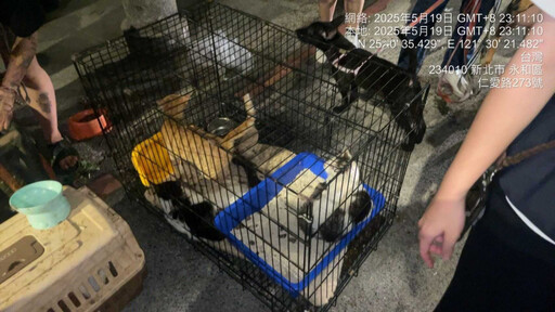 港女狂養23隻寵物!返鄉竟棄養8貓1犬 動保處開罰55萬、列黑名單