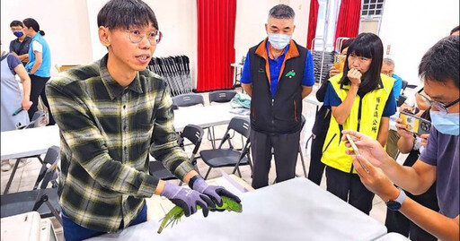 南投埔里田間驚見1.5公尺綠鬣蜥!農婦嚇喊像酷斯拉 農業處急推「三要三不」防治守則