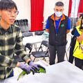 南投埔里田間驚見1.5公尺綠鬣蜥！農婦嚇喊像酷斯拉 農業處急推「三要三不」防治守則