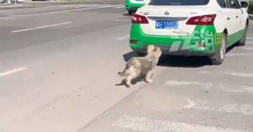 忠犬被無情拋棄「留原地苦等主人」惹鼻酸 路人心疼:看到計程車就追