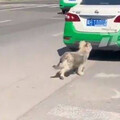 忠犬被無情拋棄「留原地苦等主人」惹鼻酸 路人心疼：看到計程車就追