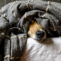 獸醫誤診愛犬胰臟炎！婦花10萬治錯病 竟被建議「直接安樂死」