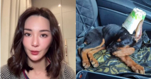 杜賓犬遭剪耳後與紙杯一同縫合 香港女星哽咽控訴「人神共憤」