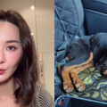 杜賓犬遭剪耳後與紙杯一同縫合 香港女星哽咽控訴「人神共憤」