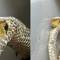 寵物蛇脫皮又鑽回「舊衣」飼主嚇一跳 超萌畫面網笑：脫完覺得冷