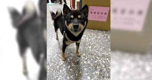 1歲黑柴「HAPPY」走失7天跨區流浪 警員掃晶片助重回主人懷抱