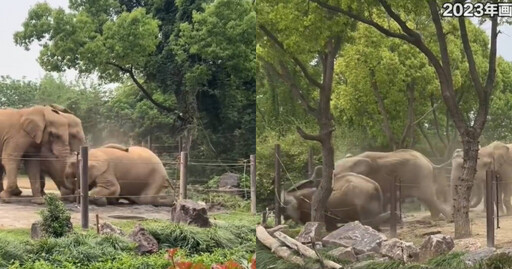 上海動物園非洲象驚傳「霸凌」 園方:自然行為「會持續監控」