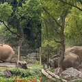 上海動物園非洲象驚傳「霸凌」 園方：自然行為「會持續監控」