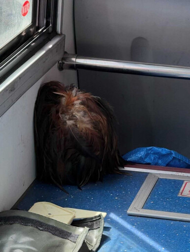 搭公車瞥見「一顆人頭」?乘客驚覺命案現場 真相曝光網笑翻