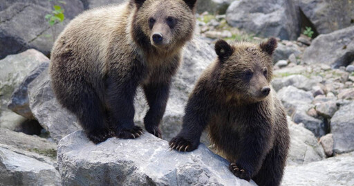 英國野生動物園驚傳棕熊脫逃 一週蜂蜜被吃光觸發警力搜索