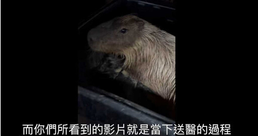 墾丁鹿兒島水豚慘遭毒殺 園方報警:這是侮辱生命