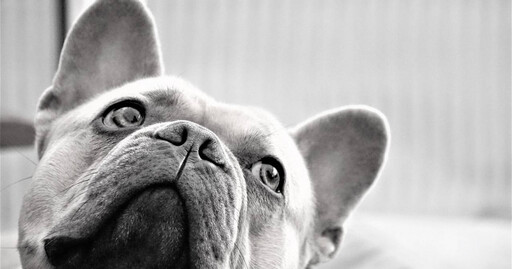 南韓全面禁吃狗肉！50萬犬隻命運未卜 狗農憂安樂死成唯一出路