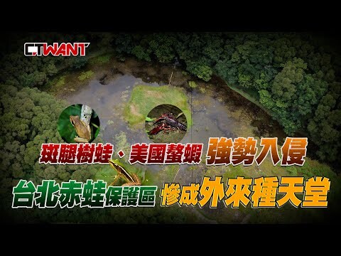 斑腿樹蛙、美國螯蝦強勢入侵 台北赤蛙保護區慘成外來種天堂