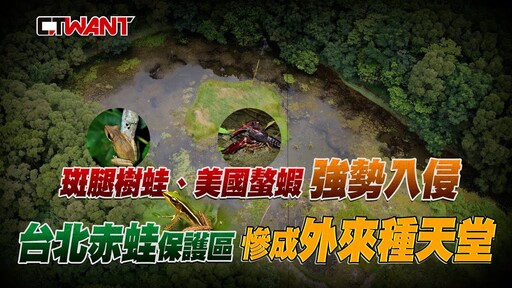 斑腿樹蛙、美國螯蝦強勢入侵 台北赤蛙保護區慘成外來種天堂