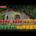 斑腿樹蛙、美國螯蝦強勢入侵 台北赤蛙保護區慘成外來種天堂