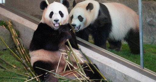 和歌山動物園4熊貓準備返回中國 最後開放日塞滿遊客送別