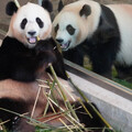和歌山動物園4熊貓準備返回中國 最後開放日塞滿遊客送別