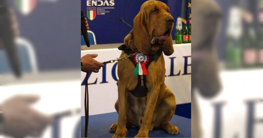 英雄嗅探犬曾救出9失蹤人口 誤食「釘子香腸」慘死!疑遭報復