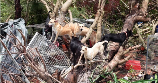 丹娜絲風災毀台南動物園區 千隻浪浪泡水泥地中掙扎求生