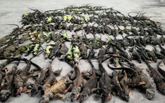 抓綠鬣蜥也能賺！高雄獵龍冠軍捉4千隻 獎金破40萬「還要課稅」