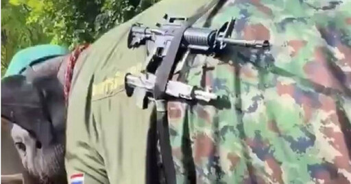 真要上戰場?大象戴軍帽揹2把步槍 泰媒解釋了