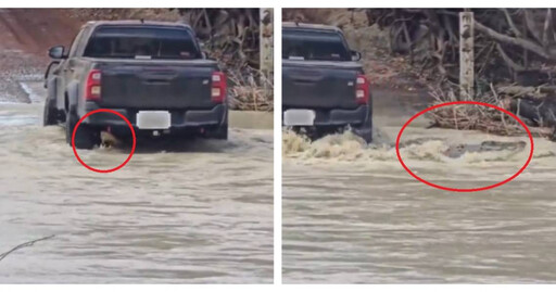 澳洲鱷魚橫遭皮卡輾過後安然逃生 卡卡杜國家公園驚險畫面瘋傳