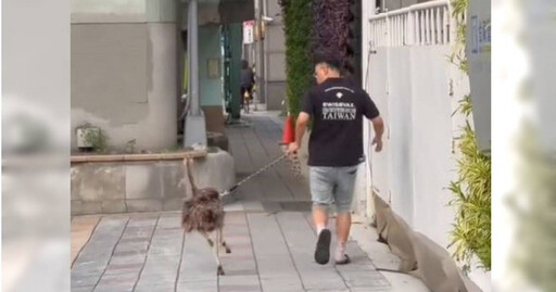 不是貓狗！台北信義區有人「遛鴕鳥」 網心動：想買一隻送閨蜜