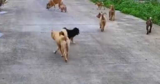 工作無法養狗!OL送哈士奇回老家 1年後嚇傻:多出160隻幼犬