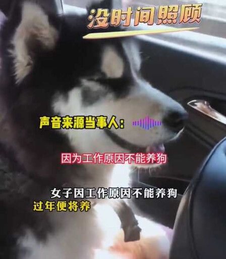 工作無法養狗!OL送哈士奇回老家 1年後嚇傻:多出160隻幼犬