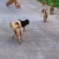 工作無法養狗！OL送哈士奇回老家 1年後嚇傻：多出160隻幼犬