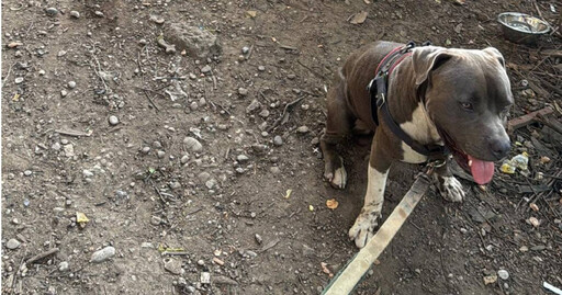 男子遛狗陌生比特犬靠近「叫幾聲就跑」 跟著走竟驚見2人昏迷