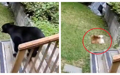 「博美保全」2.27公斤小狗奮勇趕跑黑熊 溫哥華家門口上演驚險對決