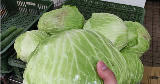 中颱楊柳進逼!菜販急喊「買2顆高麗菜回家」:未來兩週會感謝自己
