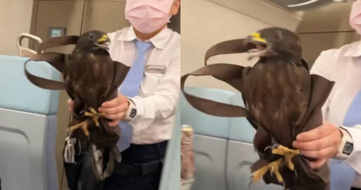 台鐵出現不速之客! 女列車長「徒手抓老鷹」畫面曝