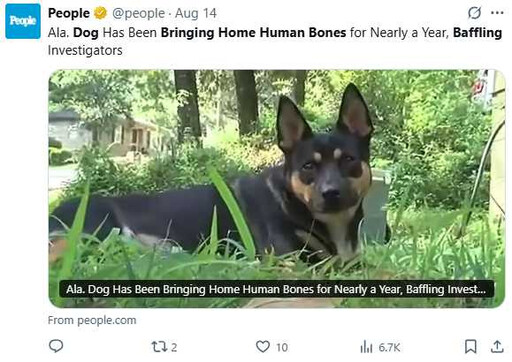 狗狗連年帶回人骨成「破案關鍵」 牧羊犬助警方查出槍擊懸案