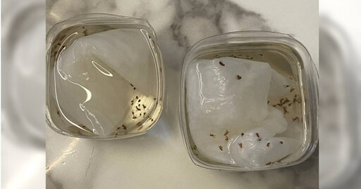 家裡都是小飛蟲怎麼辦? 他教超簡單1招:一個下午全消失