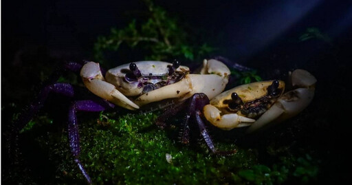 超稀有泰國「黑白蟹」還有變種 竟是這外星感顏色