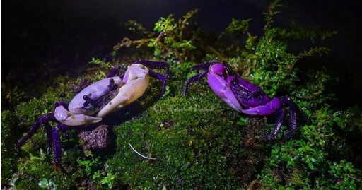超稀有泰國「黑白蟹」還有變種 竟是這外星感顏色