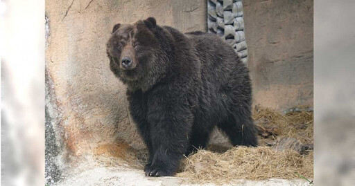 棕熊「小喬」腫瘤復發 北市動物園今以人道方式助牠安詳離開