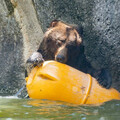 棕熊「小喬」腫瘤復發 北市動物園今以人道方式助牠安詳離開