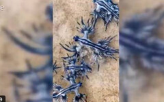 普吉島卡倫海灘驚見劇毒藍龍 官方示警：誤觸恐致灼痛紅腫