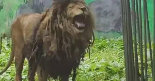 陸動物園非洲獅超邋遢!被封「獅界流浪漢」爆紅 園方回應了
