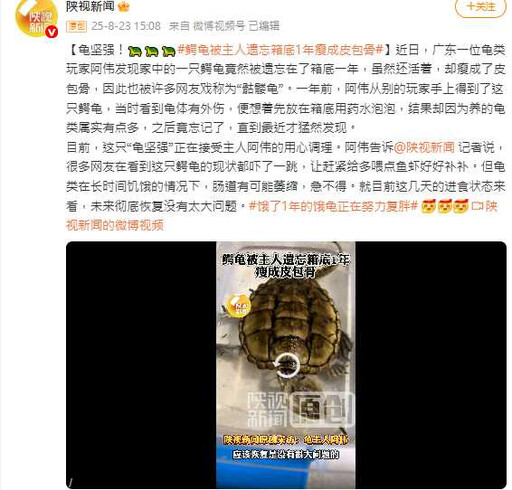 廣東鱷龜遭主人遺忘一年 餓成「骷髏」仍奇蹟存活