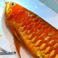 冠軍龍魚「掉眼」動手術！奇特畫面曝光 昔價值破4百萬能換一套房