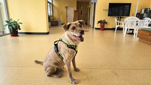 前新竹市犬「棕棕」被認養！新飼主熱情歡迎 牠臉上笑得超燦爛
