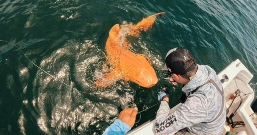 全球首見!科學家發現亮橘色鯊魚 罕見基因突變造就「錦鯉系掠食者」