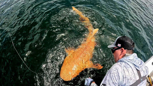 全球首見!科學家發現亮橘色鯊魚 罕見基因突變造就「錦鯉系掠食者」